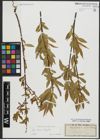 Foto von Salix alba L. x Salix fragilis L.